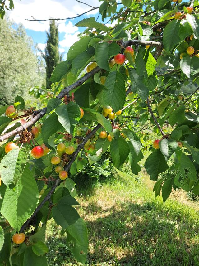 Ripening cherries on the branch